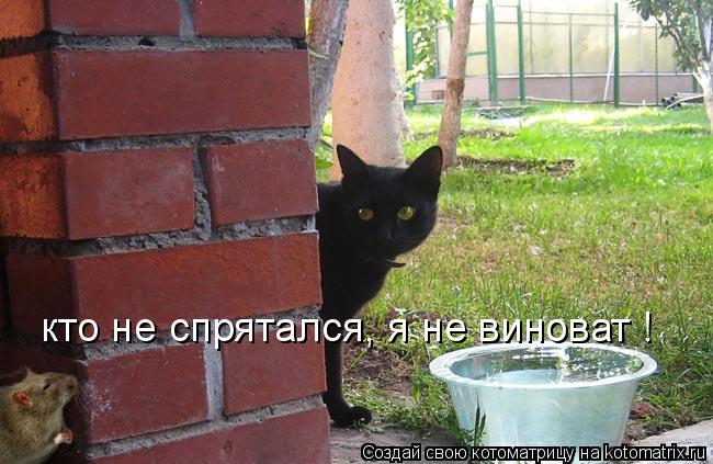 кто не спрятался, я не виноват !... Котоматрица: кто не спрятался, я не виноват !
