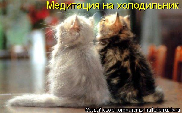Медитация на холодильник... Котоматрица: Медитация на холодильник