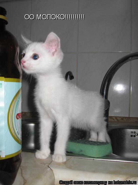 ОО МОЛОКО!!!!!!!!!!... Котоматрица: ОО МОЛОКО!!!!!!!!!!