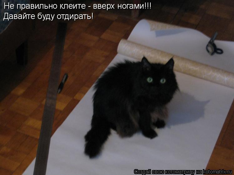 Не правильно клеите - вверх ногами!!! Давайте буду отдирать!... Котоматрица: Не правильно клеите - вверх ногами!!! Давайте буду отдирать!