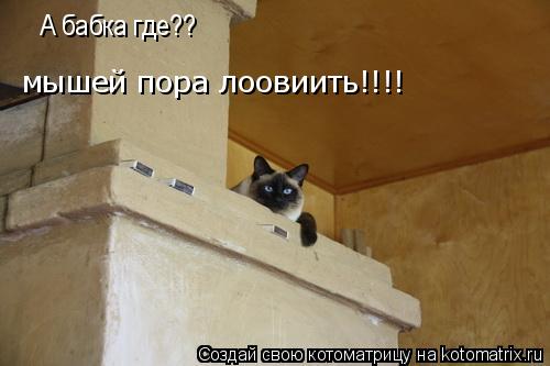 А бабка где?? мышей пора лоовиить!!!!... Котоматрица: А бабка где?? мышей пора лоовиить!!!!