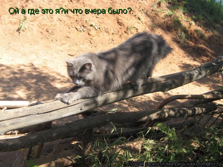 Ой а где это я?и что вчера было?... Котоматрица: Ой а где это я?и что вчера было?