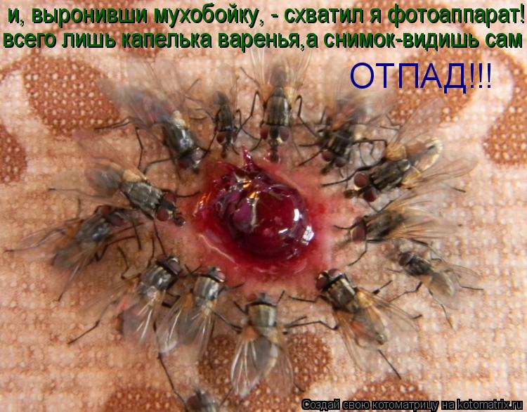 и, выронивши мухобойку, - схватил я фотоаппарат! всего лишь капелька варенья,а снимок-видишь сам - ОТ... Котоматрица: и, выронивши мухобойку, - схватил я фотоаппарат! всего лишь капелька варенья,а снимок-видишь сам - ОТПАД!!!