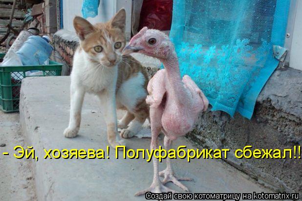 - Эй, хозяева! Полуфабрикат сбежал!!!... Котоматрица: - Эй, хозяева! Полуфабрикат сбежал!!!