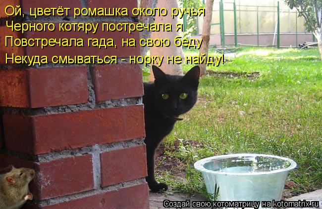 Ой, цветёт ромашка около ручья Черного котяру постречала я Повстречала гада, на свою беду Некуда смы... Котоматрица: Ой, цветёт ромашка около ручья Черного котяру постречала я Повстречала гада, на свою беду Некуда смываться - норку не найду!