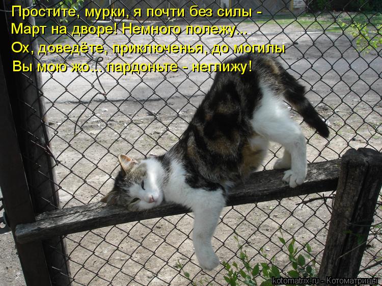 Простите, мурки, я почти без силы - Март на дворе! Немного полежу... Ох, доведёте, приключенья, до мо... Котоматрица: Простите, мурки, я почти без силы - Март на дворе! Немного полежу... Ох, доведёте, приключенья, до могилы Вы мою жо... пардоньте - неглижу!