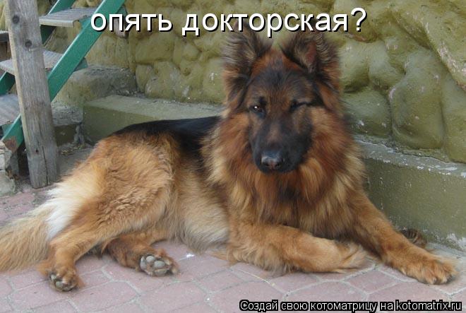 опять докторская?... Котоматрица: опять докторская?