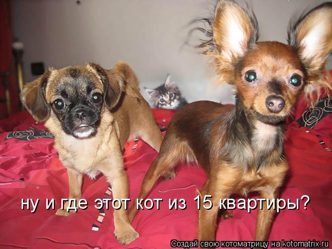 ну и где этот кот из 15 квартиры?... Котоматрица: ну и где этот кот из 15 квартиры?