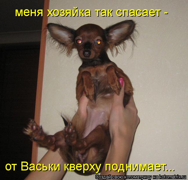 меня хозяйка так спасает - от Васьки кверху поднимает...... Котоматрица: меня хозяйка так спасает - от Васьки кверху поднимает...