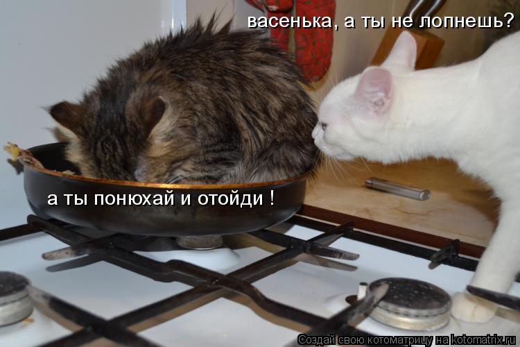 васенька, а ты не лопнешь? а ты понюхай и отойди !... Котоматрица: васенька, а ты не лопнешь? а ты понюхай и отойди !