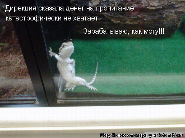 Дирекция сказала денег на пропитание катастрофически не хватает.. Зарабатываю, как могу!!!... Котоматрица: Дирекция сказала денег на пропитание катастрофически не хватает.. Зарабатываю, как могу!!!