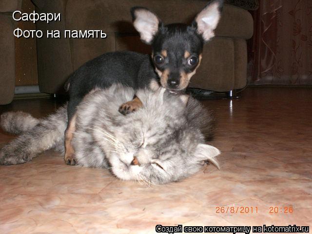 Фото на память Сафари... Котоматрица: Фото на память Сафари