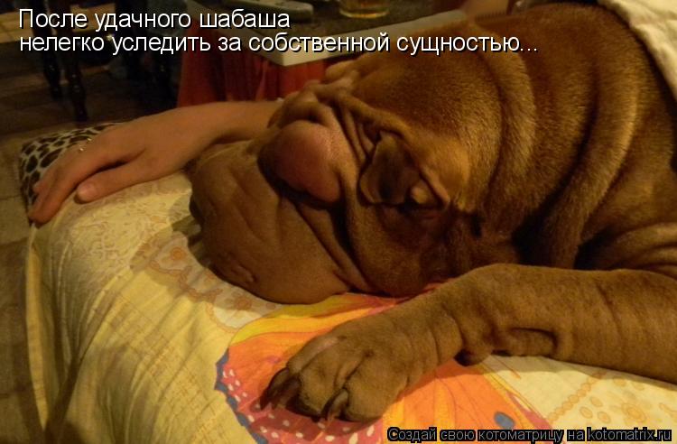 После удачного шабаша нелегко уследить за собственной сущностью...... Котоматрица: После удачного шабаша нелегко уследить за собственной сущностью...