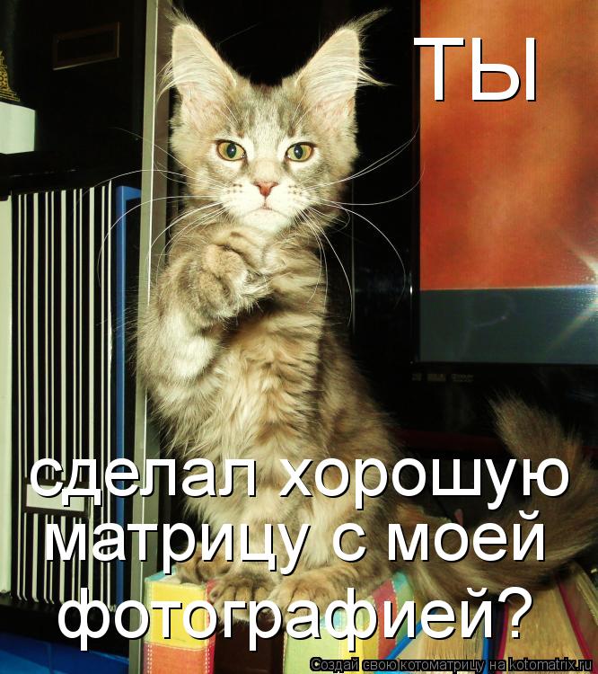 ТЫ сделал хорошую матрицу с моей фотографией?... Котоматрица: ТЫ сделал хорошую матрицу с моей фотографией?