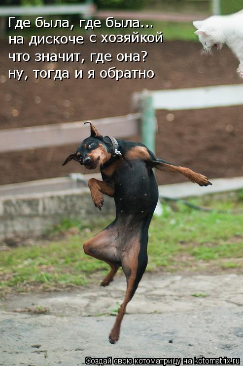 Где была, где была... на дискоче с хозяйкой что значит, где она? ну, тогда и я обратно... Котоматрица: Где была, где была... на дискоче с хозяйкой что значит, где она? ну, тогда и я обратно