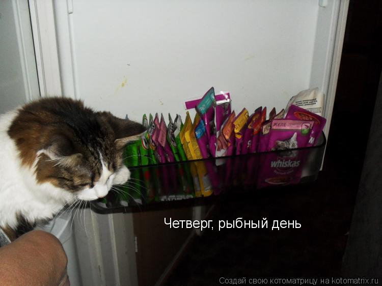 Четверг, рыбный день... Котоматрица: Четверг, рыбный день