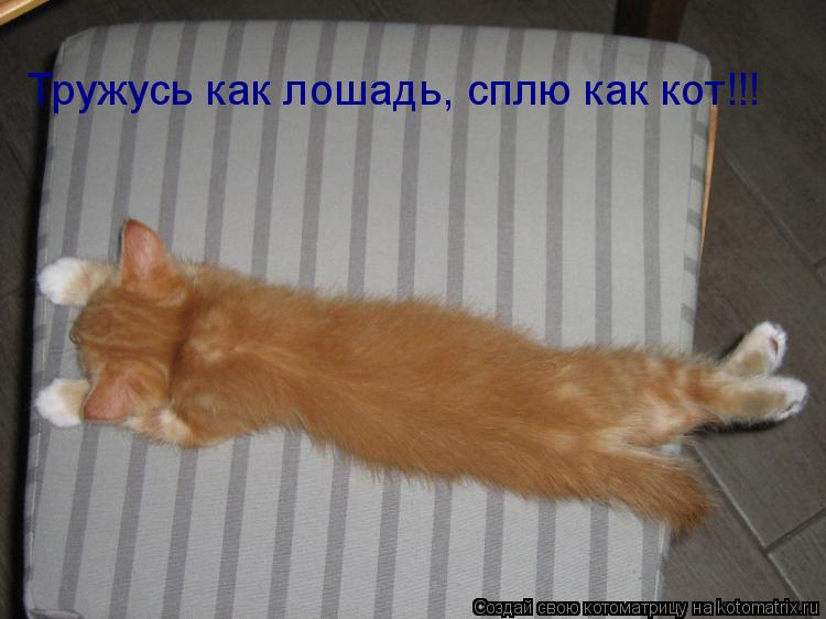 Тружусь как лошадь, сплю как кот!!!... Котоматрица: Тружусь как лошадь, сплю как кот!!!