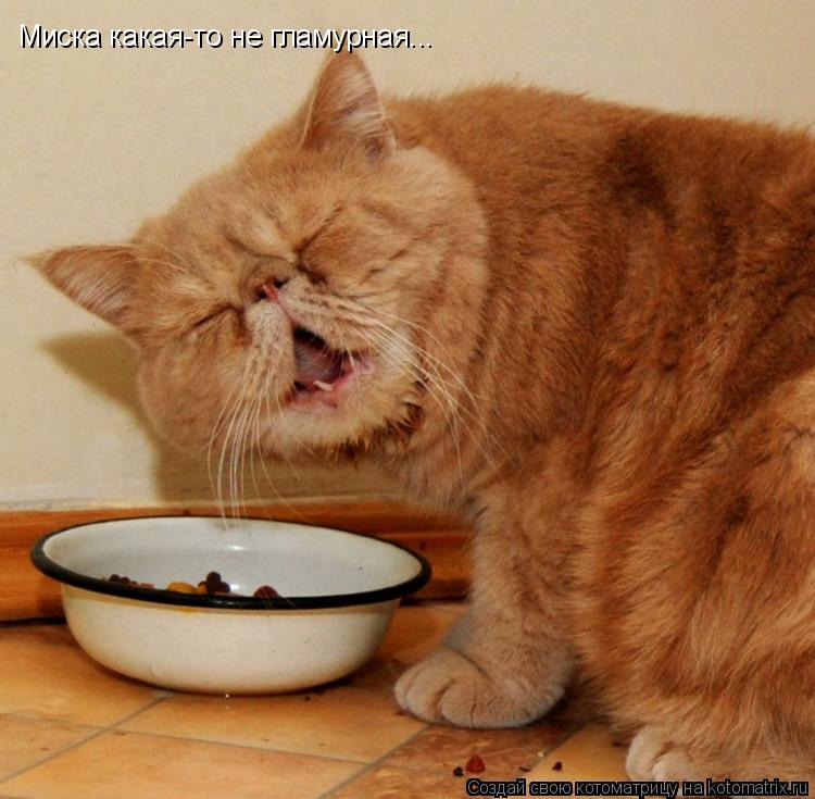 Миска какая-то не гламурная...... Котоматрица: Миска какая-то не гламурная...