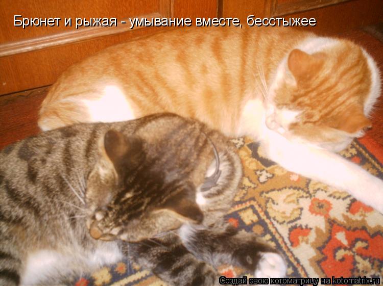 Брюнет и рыжая - умывание вместе, бесстыжее... Котоматрица: Брюнет и рыжая - умывание вместе, бесстыжее