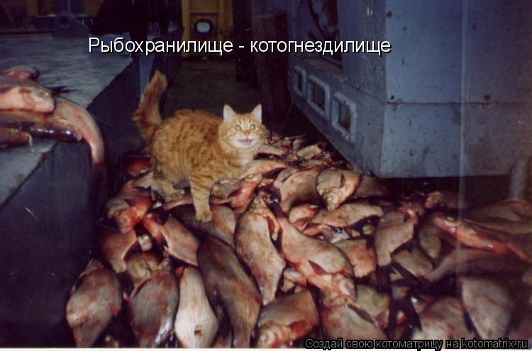 Рыбохранилище - котогнездилище... Котоматрица: Рыбохранилище - котогнездилище