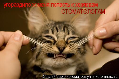 угораздило ж меня попасть к хозяевам СТОМАТОЛОГАМ!... Котоматрица: угораздило ж меня попасть к хозяевам СТОМАТОЛОГАМ!