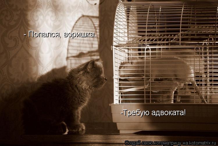 -Требую адвоката! - Попался, воришка.... Котоматрица: -Требую адвоката! - Попался, воришка.