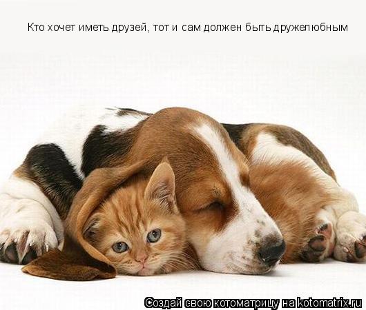Котоматрица: Кто хочет иметь друзей, тот и сам должен быть дружелюбным