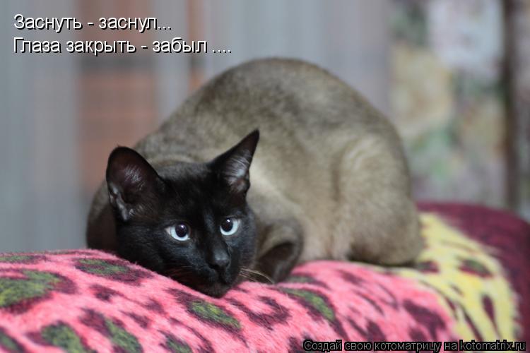 Заснуть - заснул... Глаза закрыть - забыл ....... Котоматрица: Заснуть - заснул... Глаза закрыть - забыл ....
