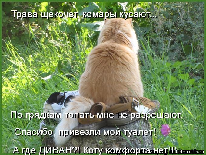 Трава щекочет, комары кусают... По грядкам топать мне не разрешают.. Спасибо, привезли мой туалет! А ... Котоматрица: Трава щекочет, комары кусают... По грядкам топать мне не разрешают.. Спасибо, привезли мой туалет! А где ДИВАН?! Коту комфорта нет!!!
