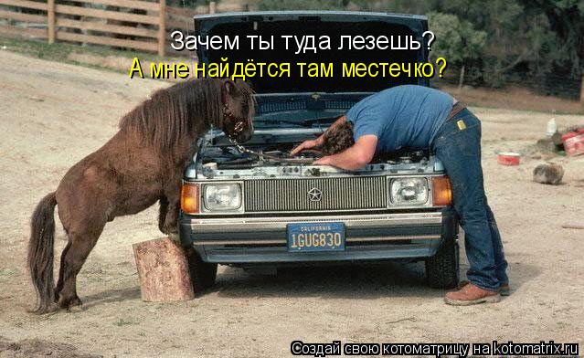 Зачем ты туда лезешь? А мне найдётся там местечко?... Котоматрица: Зачем ты туда лезешь? А мне найдётся там местечко?
