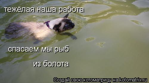 тежёлая наша работа спасаем мы рыб из болота... Котоматрица: тежёлая наша работа спасаем мы рыб из болота