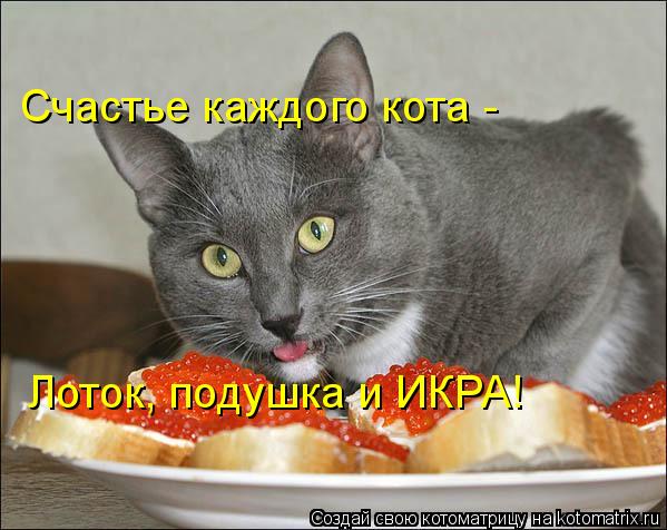 Счастье каждого кота - Лоток, подушка и ИКРА!... Котоматрица: Счастье каждого кота - Лоток, подушка и ИКРА!