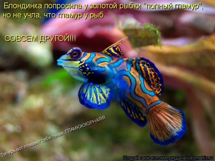 Блондинка попросила у золотой рыбки "полный гламур", СОВСЕМ ДРУГОЙ!!! но не учла, что гламур у рыб ... Котоматрица: Блондинка попросила у золотой рыбки "полный гламур", СОВСЕМ ДРУГОЙ!!! но не учла, что гламур у рыб Теперь вот плавает себе такая, ГЛАМЮЮЮРНАЯ