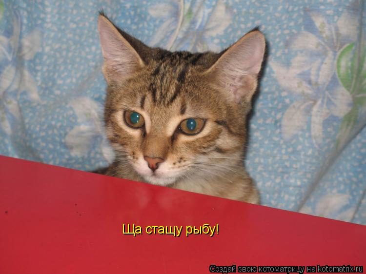 Ща стащу рыбу!... Котоматрица: Ща стащу рыбу!