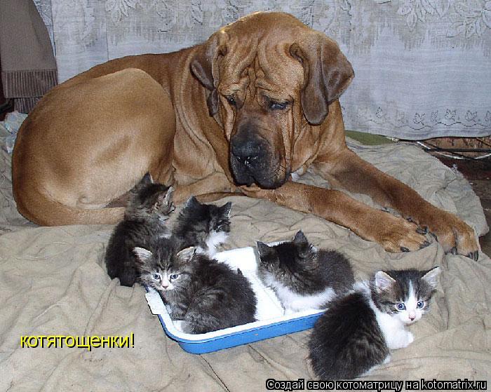 котятощенки!... Котоматрица: котятощенки!