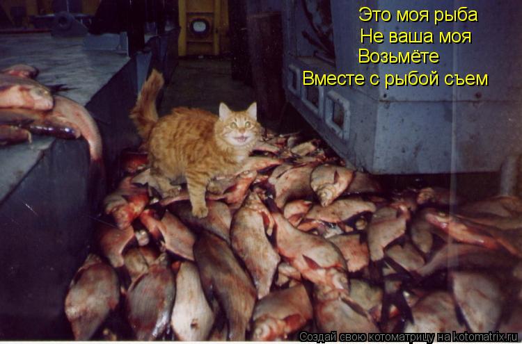Это моя рыба Не ваша моя Возьмёте Вместе с рыбой съем... Котоматрица: Это моя рыба Не ваша моя Возьмёте Вместе с рыбой съем