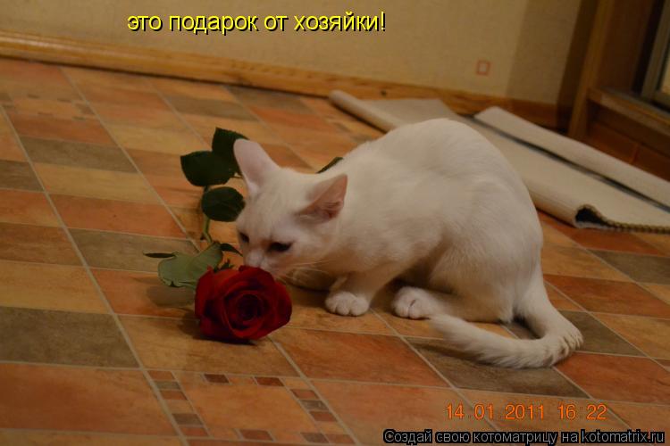 это подарок от хозяйки!... Котоматрица: это подарок от хозяйки!