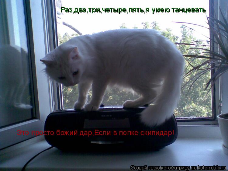 Котоматрица: Раз,два,три,четыре,пять,я умею танцевать Это просто божий дар,Если в попке скипидар!