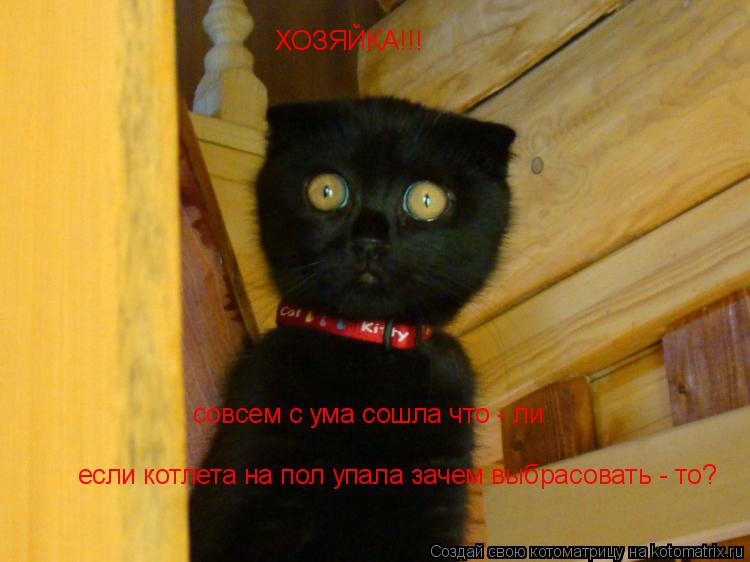 Котоматрица: ХОЗЯЙКА!!! совсем с ума сошла что - ли если котлета на пол упала зачем выбрасовать - то?
