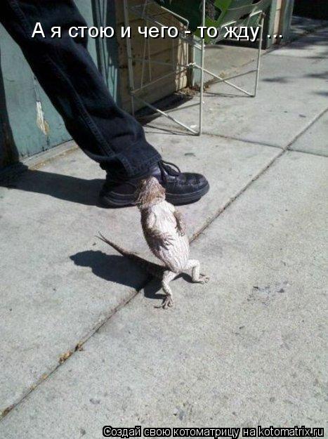 А я стою и чего - то жду ...... Котоматрица: А я стою и чего - то жду ...