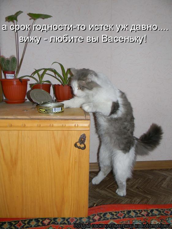 а срок годности-то истек уж давно.... вижу - любите вы Васеньку!... Котоматрица: а срок годности-то истек уж давно.... вижу - любите вы Васеньку!