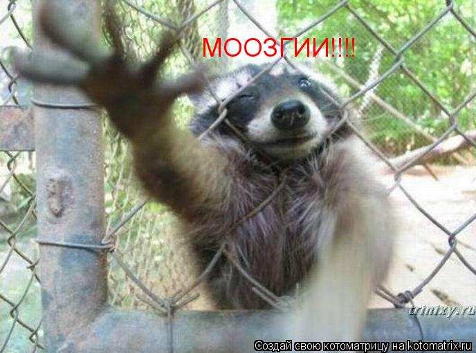 МООЗГИИ!!!!... Котоматрица: МООЗГИИ!!!!