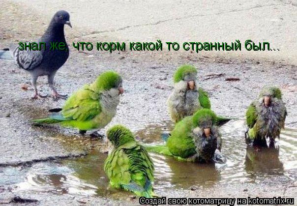 знал же, что корм какой то странный был...... Котоматрица: знал же, что корм какой то странный был...