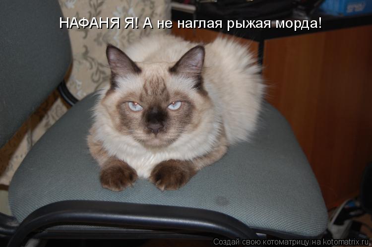 НАФАНЯ Я! А не наглая рыжая морда!... Котоматрица: НАФАНЯ Я! А не наглая рыжая морда!