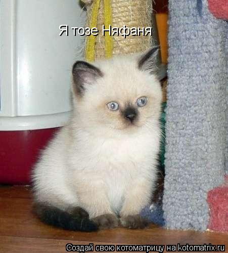 Я тозе Няфаня... Котоматрица: Я тозе Няфаня