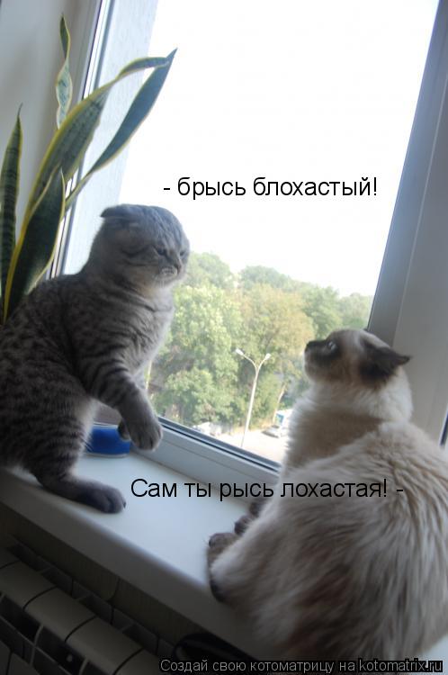 - брысь блохастый! Сам ты рысь лохастая! -... Котоматрица: - брысь блохастый! Сам ты рысь лохастая! -