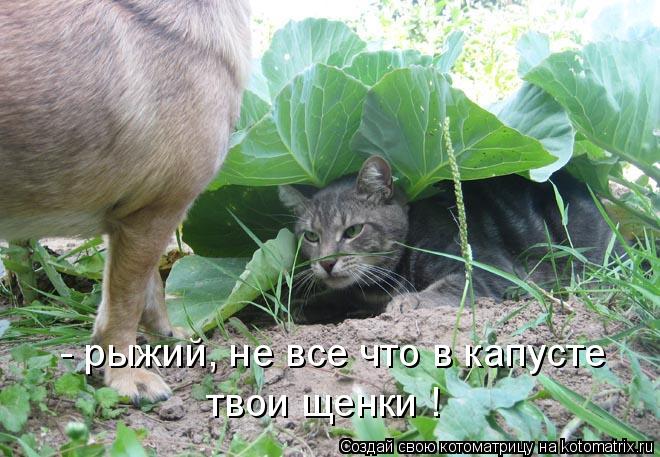 - рыжий, не все что в капусте твои щенки !... Котоматрица: - рыжий, не все что в капусте твои щенки !