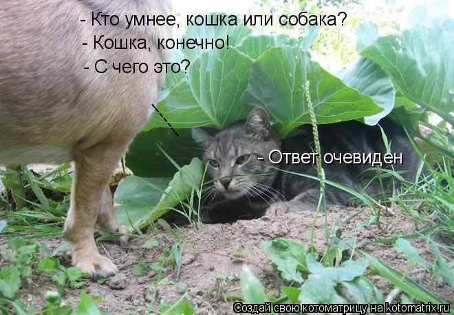 - Кто умнее, кошка или собака? - Кошка, конечно! - С чего это? ------- - Ответ очевиден... Котоматрица: - Кто умнее, кошка или собака? - Кошка, конечно! - С чего это? ------- - Ответ очевиден