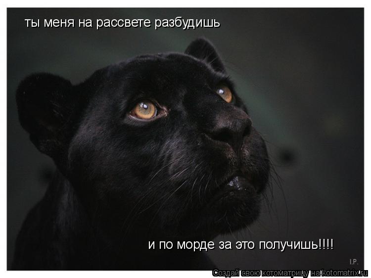 ты меня на рассвете разбудишь и по морде за это получишь!!!!... Котоматрица: ты меня на рассвете разбудишь и по морде за это получишь!!!!