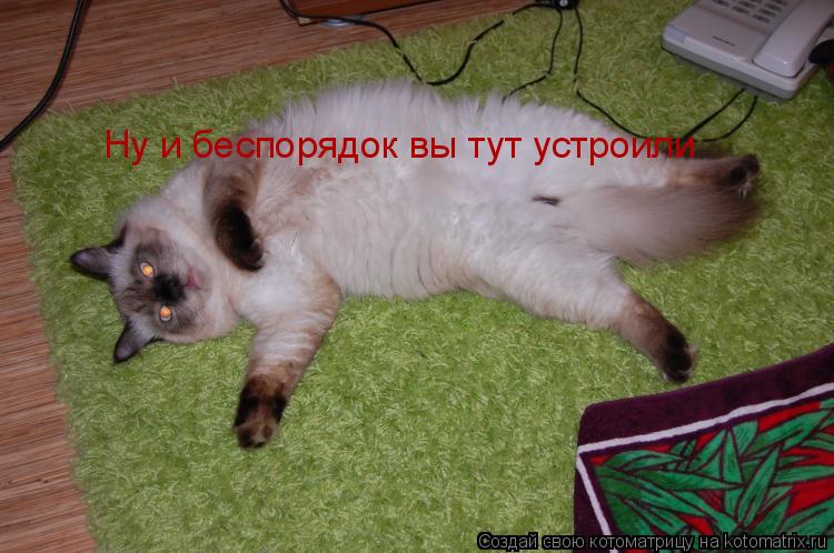 Ну и беспорядок вы тут устроили... Котоматрица: Ну и беспорядок вы тут устроили
